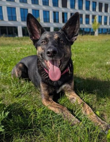 Odessa großes Herz auf 4 Pfoten💕