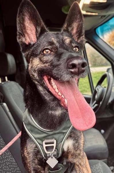 Odessa großes Herz auf 4 Pfoten💕