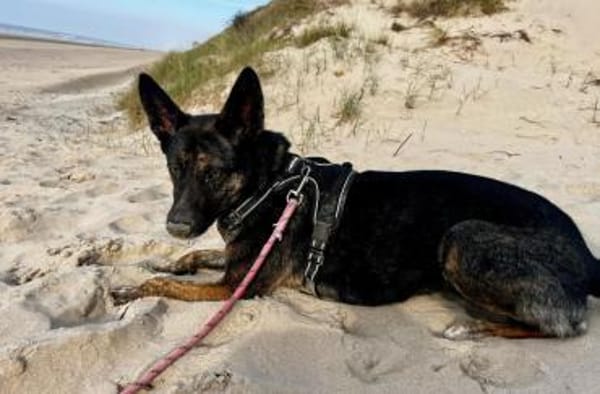 Odessa großes Herz auf 4 Pfoten💕