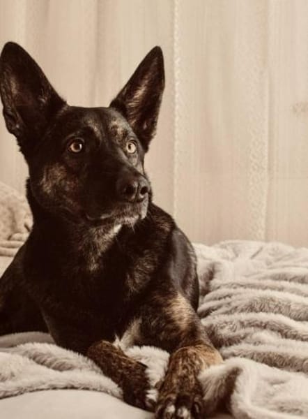 Odessa großes Herz auf 4 Pfoten💕