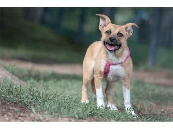 Petra - wartet in 07381 Pößneck