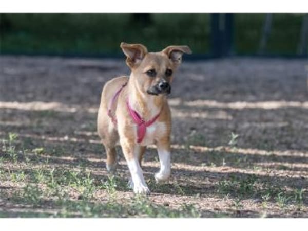 Petra - wartet in 07381 Pößneck