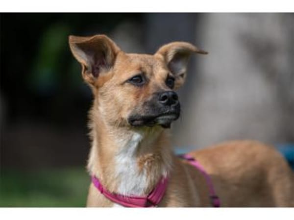 Petra - wartet in 07381 Pößneck