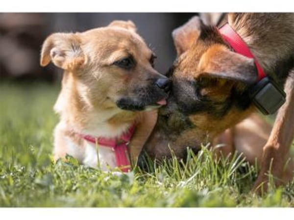 Petra - wartet in 07381 Pößneck