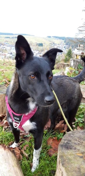 JOY wartet auf Euch in 96361 Steinbach