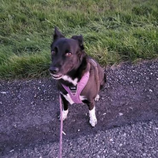 JOY wartet auf Euch in 96361 Steinbach