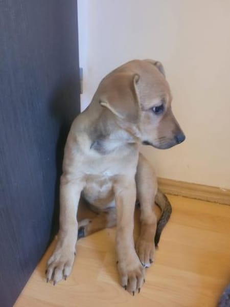 Minnie, verspielter Welpe sucht Familie