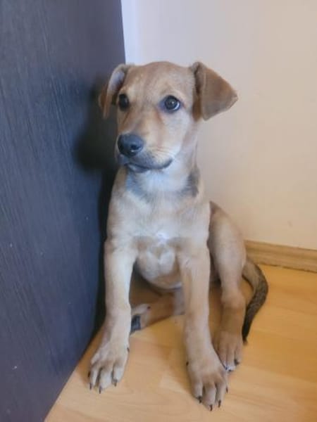 Minnie, verspielter Welpe sucht Familie