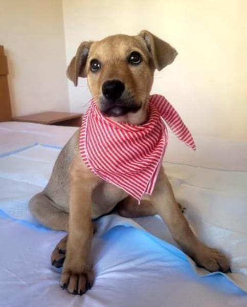 Minnie, verspielter Welpe sucht Familie