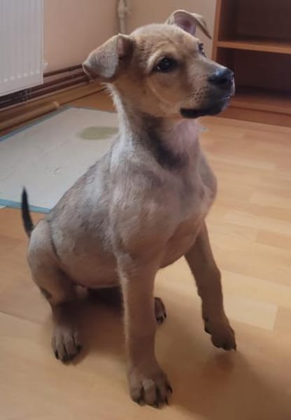 Minnie, verspielter Welpe sucht Familie