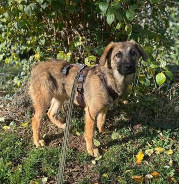 Zaubermaus Caya sucht ihre Menschen