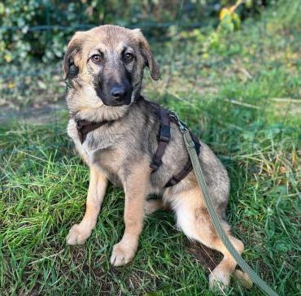 Zaubermaus Caya sucht ihre Menschen