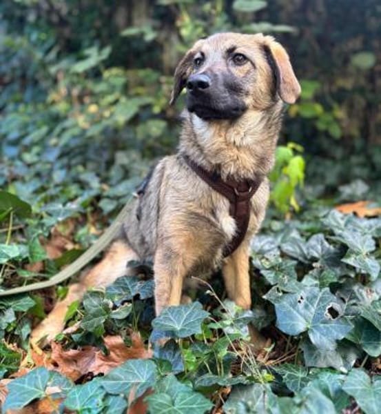 Zaubermaus Caya sucht ihre Menschen