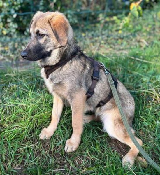 Zaubermaus Caya sucht ihre Menschen