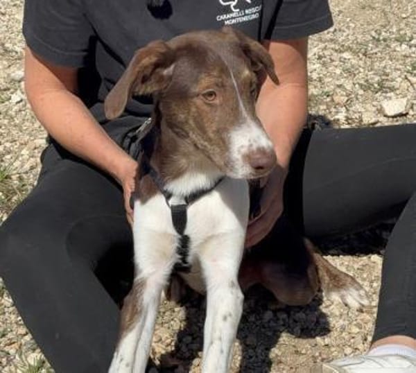 Lieber, fröhlicher Junghund Ali