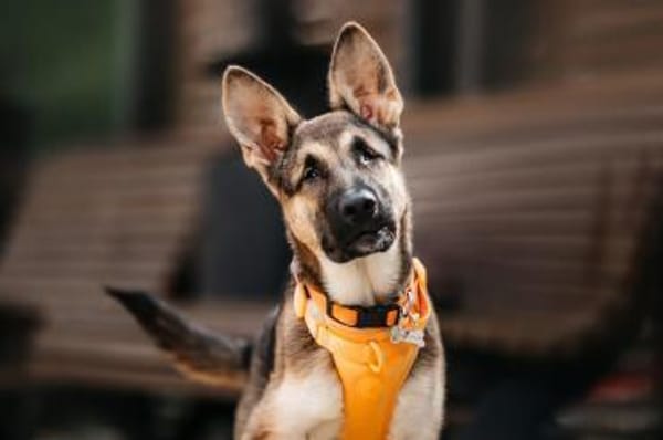 Besondere Deya ucht ihre Menschen