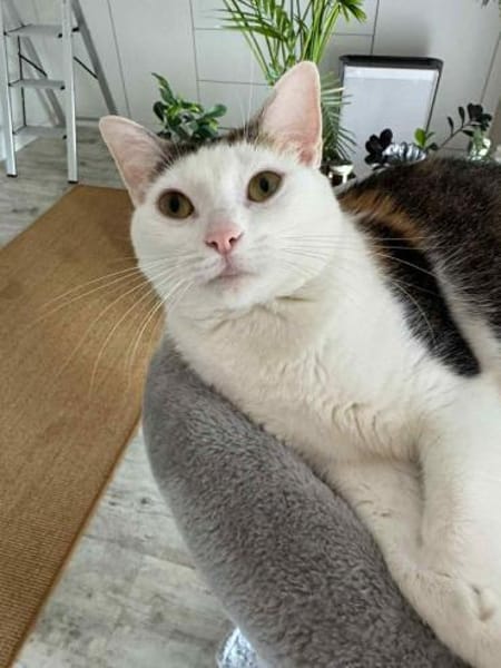 Tolle Kisa sucht ihre Menschen