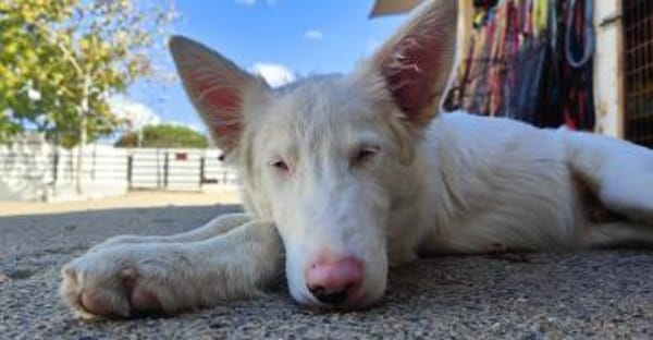 Valentin/ Polares in  Deutschland