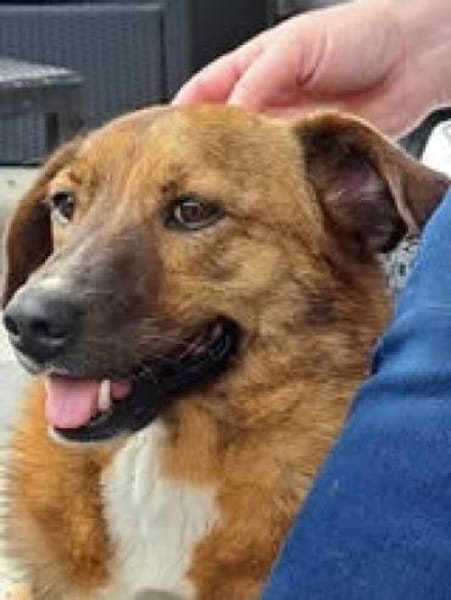 Superschmuser Socke sucht seine Menschen