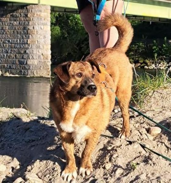 Superschmuser Socke sucht seine Menschen