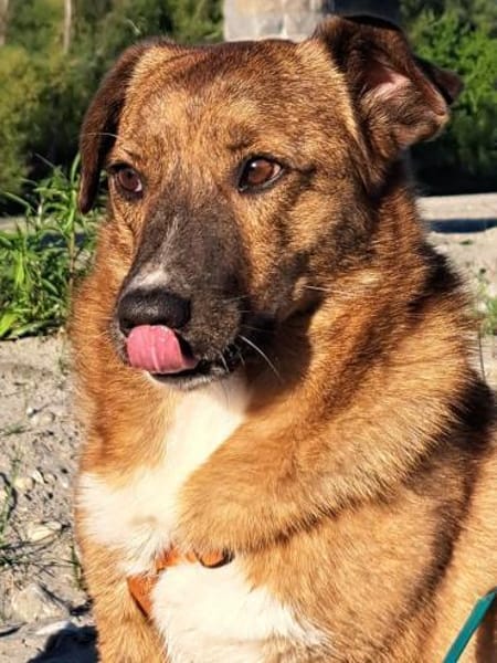 Superschmuser Socke sucht seine Menschen