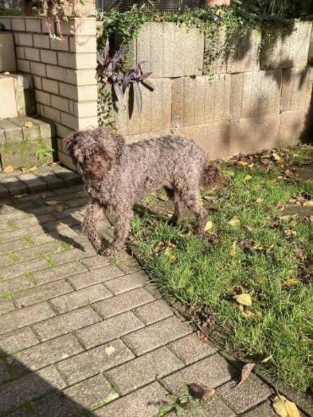 Napsugar, katzenfreundliche Pudeldame