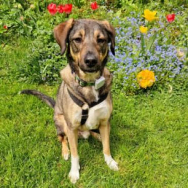 MOSTIE - sucht einfühlsame Menschen