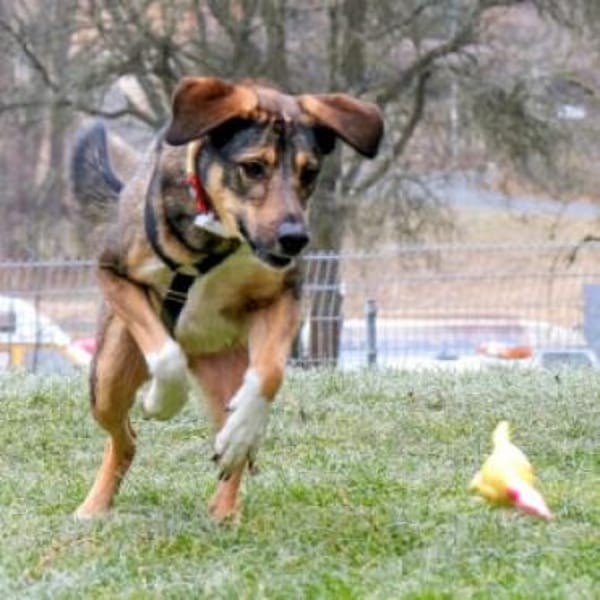 MOSTIE - sucht einfühlsame Menschen