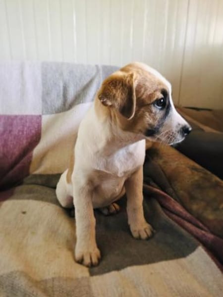 Lolly sucht ein Zuhause