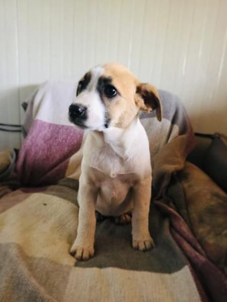 Lolly sucht ein Zuhause