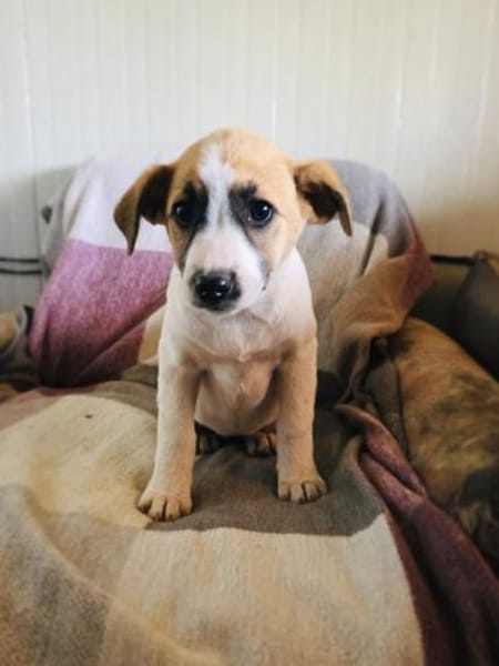 Lolly sucht ein Zuhause