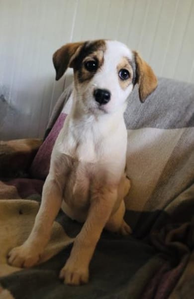 Lilly ein Beaglemix Mädchen