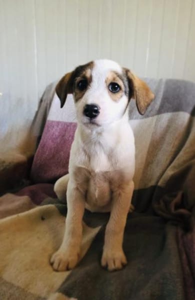 Lilly ein Beaglemix Mädchen