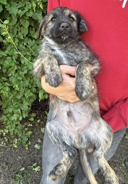 Sambo sucht ein Zuhause