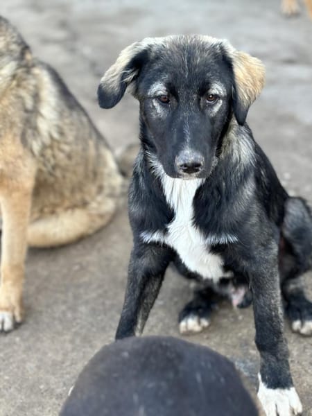 Drops sucht seine Menschen