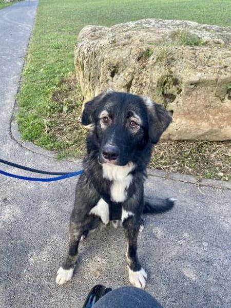 Drops sucht seine Menschen