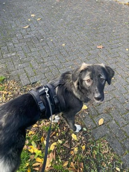 Drops sucht seine Menschen