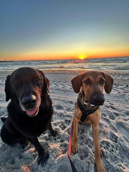 Kayo -zur Pflege in 23701 Bockholt-