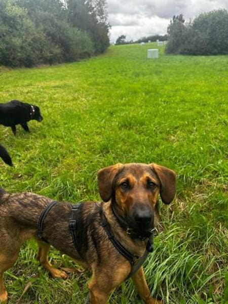 Kayo -zur Pflege in 23701 Bockholt-