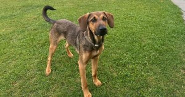 Kayo -zur Pflege in 23701 Bockholt-