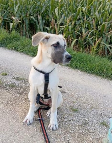 Lana sensible Schönheit sucht ihr Zuhaus