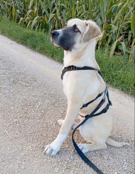 Lana sensible Schönheit sucht ihr Zuhaus