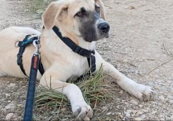 Lana sensible Schönheit sucht ihr Zuhaus