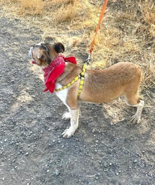 TARA - Hündin mit Sommersprossen......