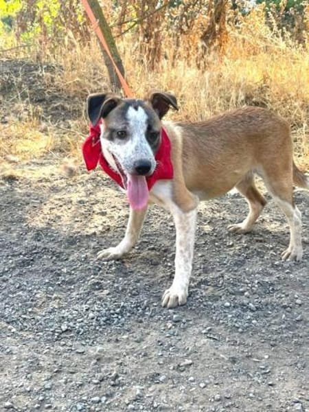 TARA - Hündin mit Sommersprossen......