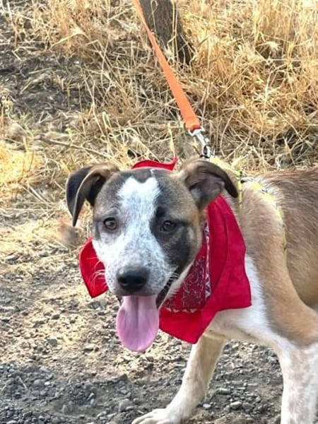 TARA - Hündin mit Sommersprossen......