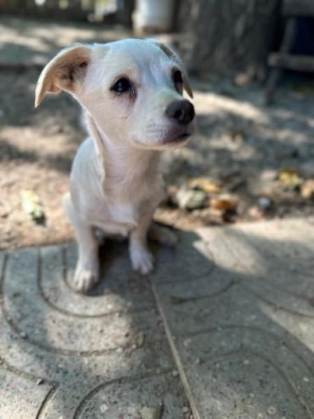 kleine Linse, 25cm, 5kg sucht Heim