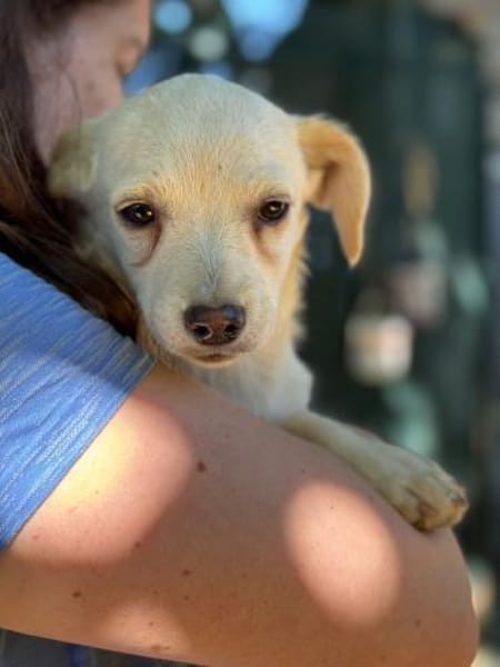 kleine Linse, 25cm, 5kg sucht Heim