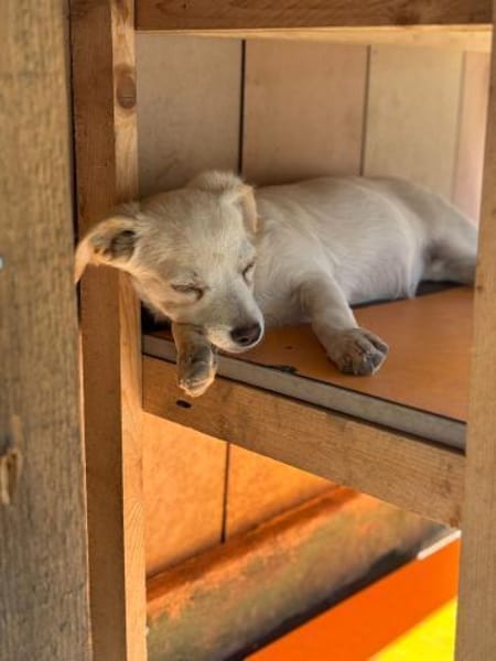 kleine Linse, 25cm, 5kg sucht Heim
