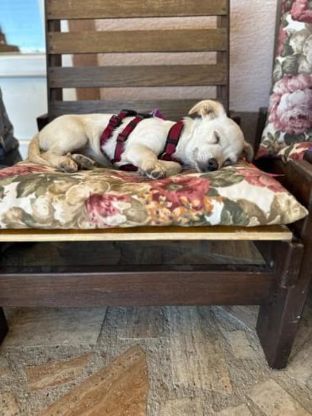 kleine Linse, 25cm, 5kg sucht Heim